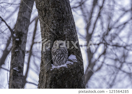 A Siberian owl emerging from a cave A Siberian owl emerging from a cave 125564285