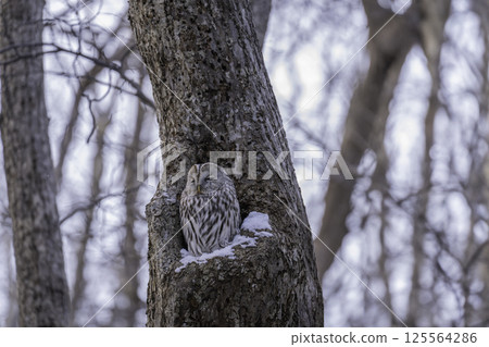 A Siberian owl emerging from a cave A Siberian owl emerging from a cave 125564286