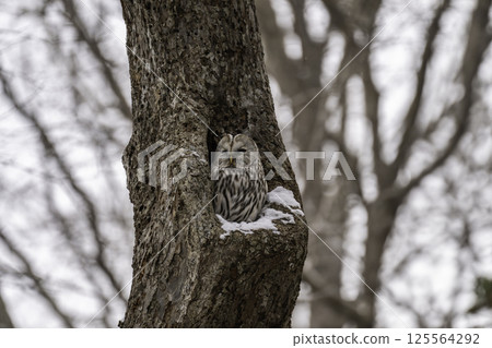 A Siberian owl emerging from a cave A Siberian owl emerging from a cave 125564292
