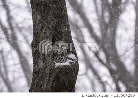 A Siberian owl emerging from a cave A Siberian owl emerging from a cave 125564299