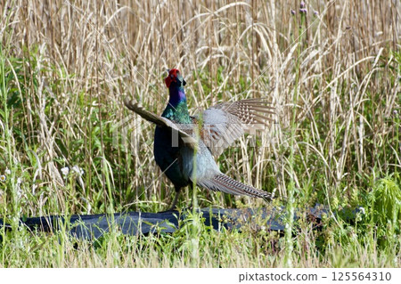 雉雞/日本 125564310