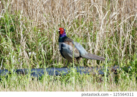 雉雞/日本 125564311