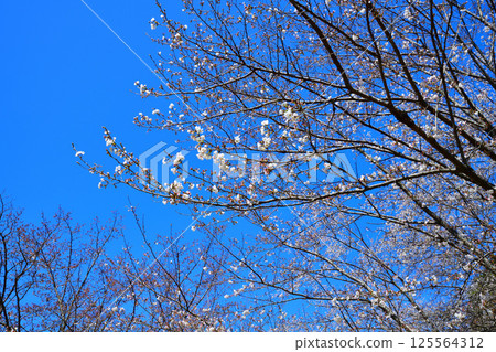 高尾櫻花公園：藍天映襯下的櫻花，北本市 125564312