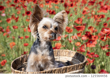 Poppy field and Yorkshire terrier in a basket Poppy field and Yorkshire terrier in a basket 125564456