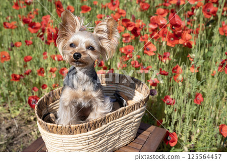 Poppy field and Yorkshire terrier 125564457