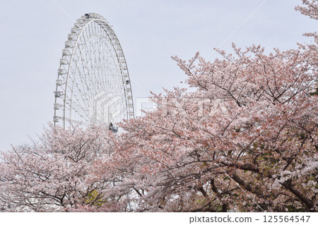 萬博紀念公園的櫻花和摩天輪 125564547