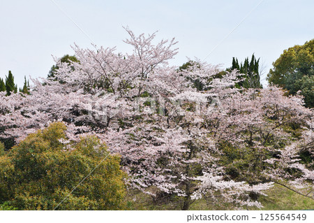 在世博會紀念公園的櫻花 在世博會紀念公園的櫻花 125564549