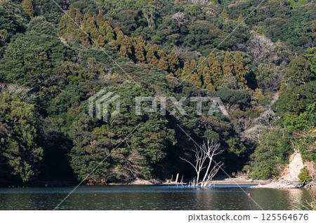 Lakeside forest, Lake Osumi, Kagoshima landscape Lakeside forest, Lake Osumi, Kagoshima landscape 125564676