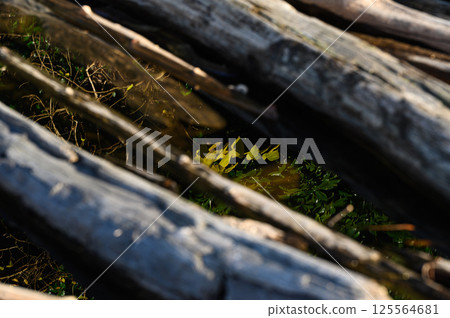 漂浮在湖中的浮木 125564681