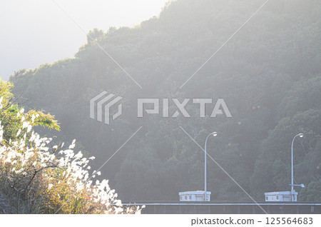 高隈水壩與湖畔紫芒：鹿兒島的風景 125564683