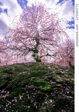 豐滿的梅花映襯著藍天 125564772