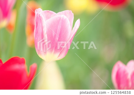 Red tulips blooming in the flowerbed 125564838