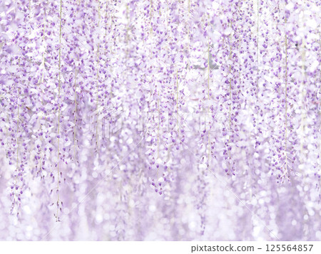 紫藤垂簾 125564857