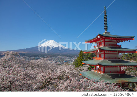 Arakurayama Sengen Park: Mt. Fuji, five-story pagoda and cherry blossoms 125564864