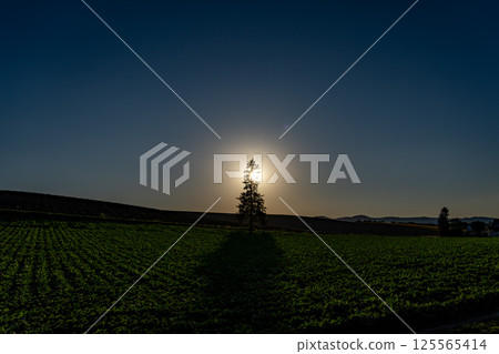 夕陽西下時分的樹 125565414