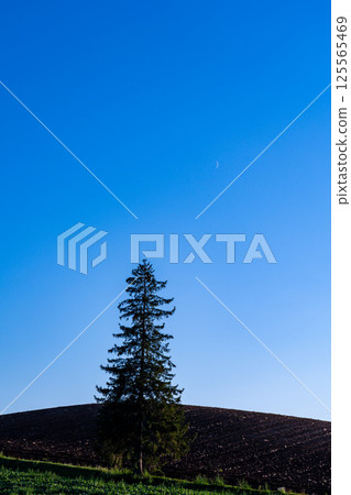 藍天和樹 125565469