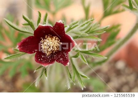 Flower of Okinagusa Flower of Okinagusa 125565539
