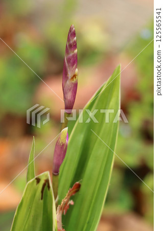 花告訴春天的到來 花告訴春天的到來 125565541