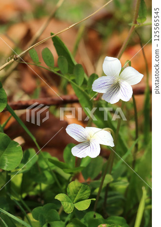 Ariakesumi flower Ariakesumi flower 125565545