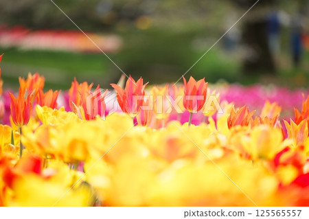春季花壇鬱金香特寫 春季花壇鬱金香特寫 125565557