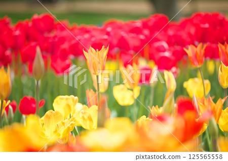 春季花壇鬱金香特寫 125565558