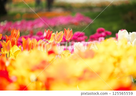 Spring flowerbed tulips close-up Spring flowerbed tulips close-up 125565559