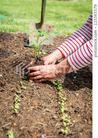 Spring planting Spring planting 125565579