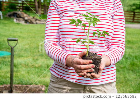 New tomato plant 125565582