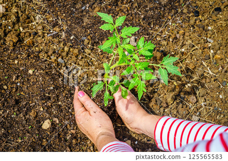 Spring planting 125565583