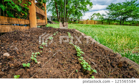 Spring planting 125565584