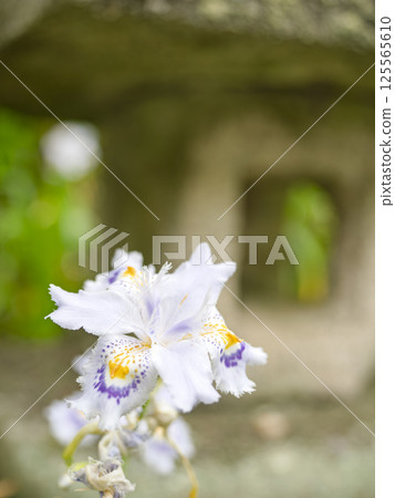 Cute Iris japonica flower Cute Iris japonica flower 125565610