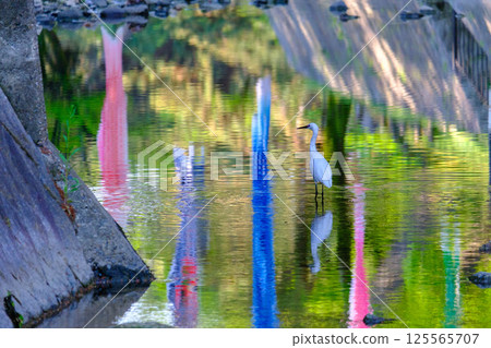 Carp streamers reflected on the surface of the river at Shukugawa Park 125565707