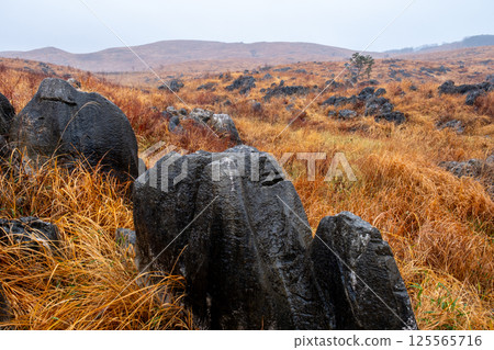 山口縣美乃滋市的冬季秋吉台 125565716