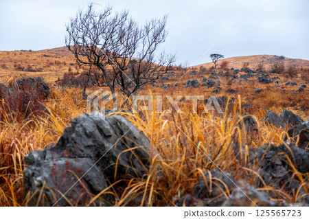 山口縣美乃滋市的冬季秋吉台 125565723