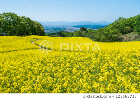 Nanohakura Takahara Nanohana農田 125565733