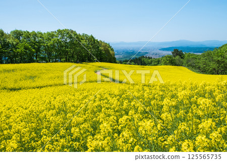 Nanohakura Takahara Nanohana農田 125565735