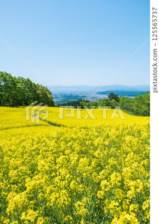 Nanohakura Takahara Nanohana農田 125565737