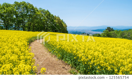 Nanohakura Takahara Nanohana農田 125565754