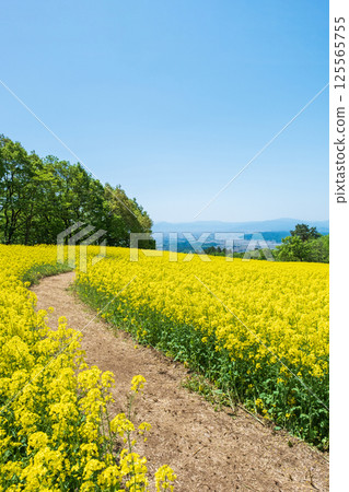 Nanohakura Takahara Nanohana Farm Field Nanohakura Takahara Nanohana Farm Field 125565755