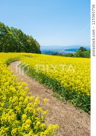 Nanohakura Takahara Nanohana農田 125565756