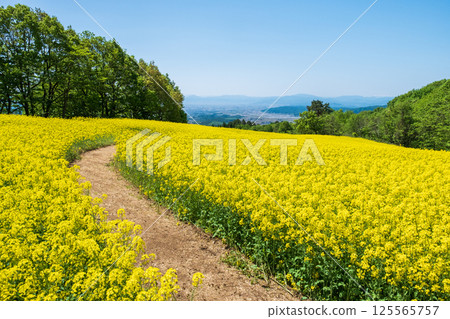 Nanohakura Takahara Nanohana Farm Field Nanohakura Takahara Nanohana Farm Field 125565757