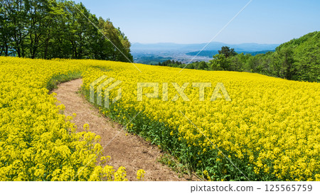 Nanohakura Takahara Nanohana農田 125565759