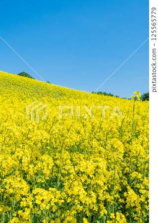 Nanohakura Takahara Nanohana Farm Field 125565779