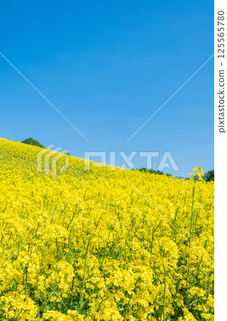 Nanohakura Takahara Nanohana Farm Field 125565780