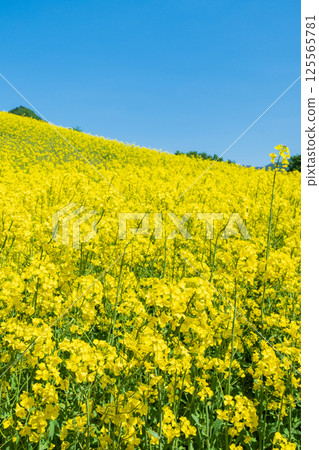 Nanohakura Takahara Nanohana Farm Field Nanohakura Takahara Nanohana Farm Field 125565781