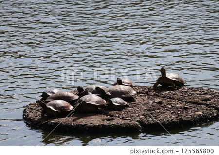 池塘水面波光粼粼，岩石上有許多烏龜 125565800