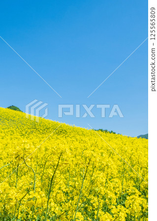 Nanohakura Takahara Nanohana Farm Field Nanohakura Takahara Nanohana Farm Field 125565809
