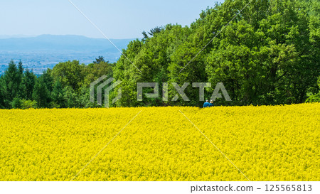 Nanohakura Takahara Nanohana Farm Field Nanohakura Takahara Nanohana Farm Field 125565813