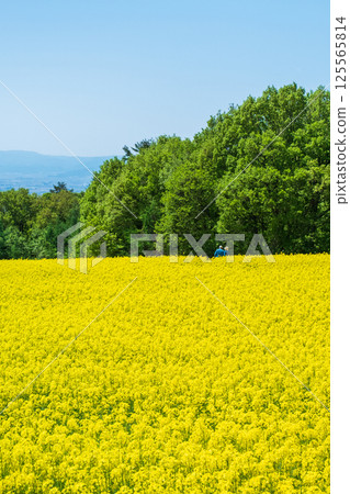 Nanohakura Takahara Nanohana農田 125565814