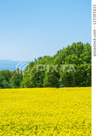 Nanohakura Takahara Nanohana農田 125565815